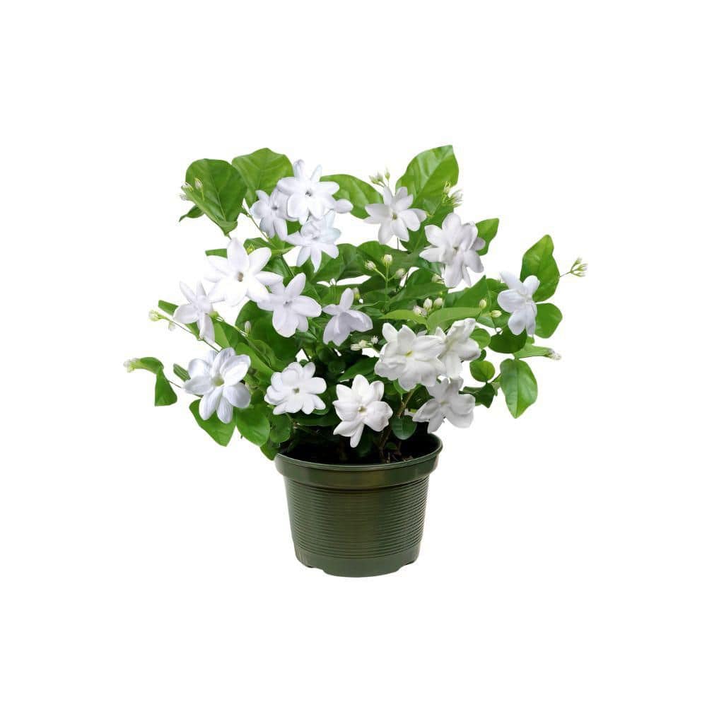 jasmine。 national PLANT NETWORK 1 gal. Jasmine Sambac Arabian Plant HD1003