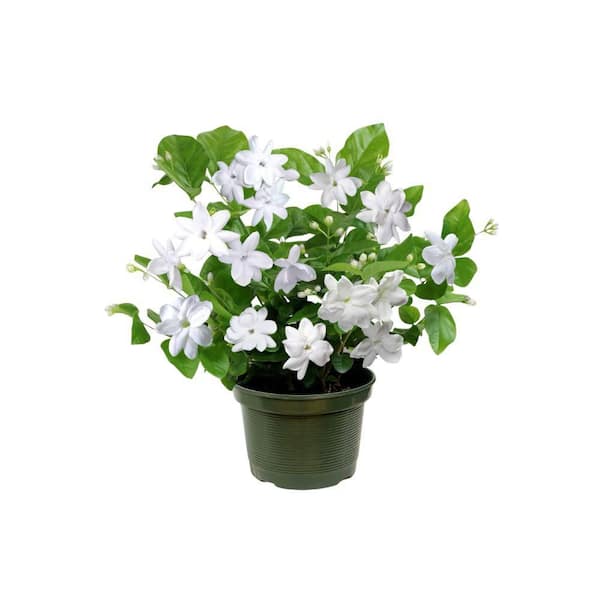 1 gal. Jasmine Sambac Arabian Plant
