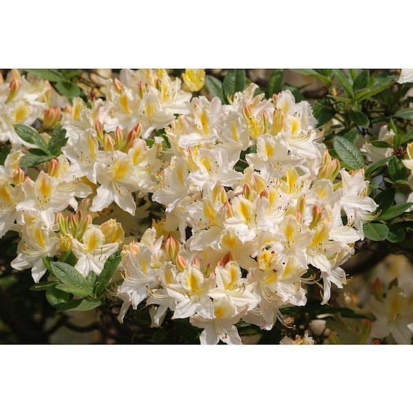 Online Orchards 1 Gal. Northern Hilights Azalea Shrub Creamywhite Blossoms Splashed with Yellow