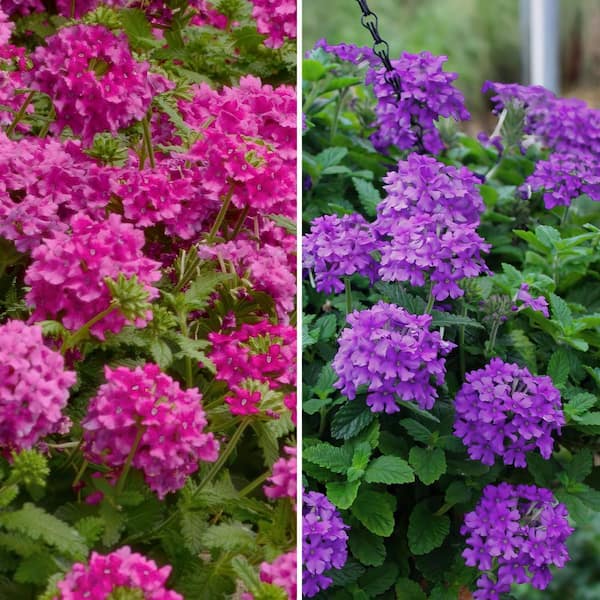 national PLANT NETWORK 2.5 in. Hardy Purple and Pink Verbena Duo Annual Plant with Multicolor Flowers (6-Pack)