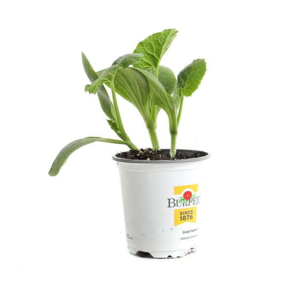 3.5 in. Zucchini Dark Green Squash Plant (4-Pack)