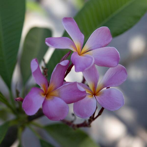 プルメリア　Purple Serendipity プルメリア Purple Serendipity national PLANT NETWORK 1 gal