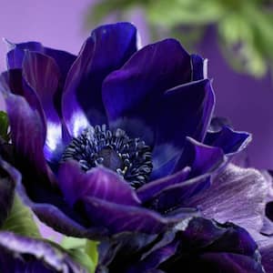 Wind Flowers Anemones Darkest Blue Bulbs (Set of 25)