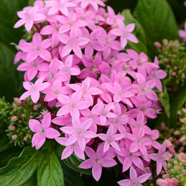 ALTMAN PLANTS 4 in. Pentas Lavender Plant (4-Pack)