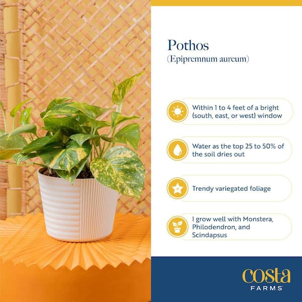 Costa Farms Lemon Meringue Pothos Indoor Plant in 6 in. Self-Watering Planter, Avg. Shipping Height 1-2 ft. Tall
