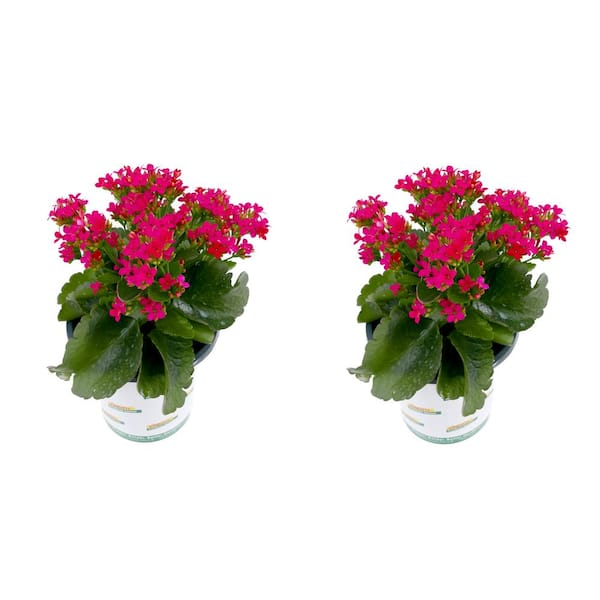 Vigoro 1.0 qt. Annual Kalanchoe Kerinci Rose (2-Pack)