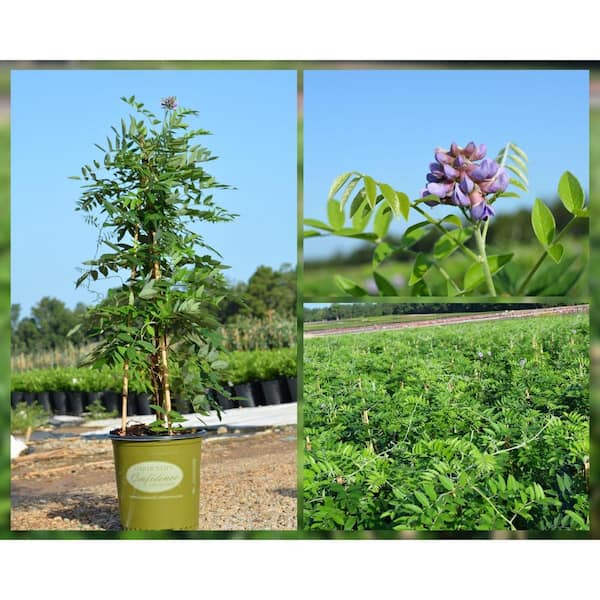 2 Gal. Amethyst Falls Wisteria Vine, Native Twining Vine, Reblooming Lavendar Flowers