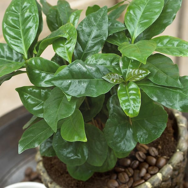 4 in. Coffea Arabica Plant in Grower Containers (3-Pack)