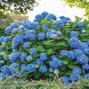 4 in. Pot Nikko Blue Hydrangea, Live Deciduous Flowering Shrub (1-Pack)