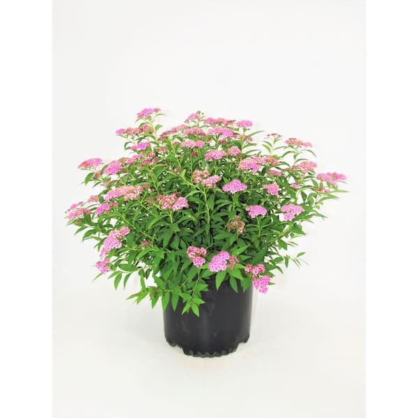 2 Gal. Little Princess Spirea Live Shrub with Rose Pink Flowers
