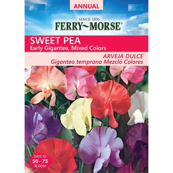 Ferry-Morse Sweet Pea Early Gigantea Seed