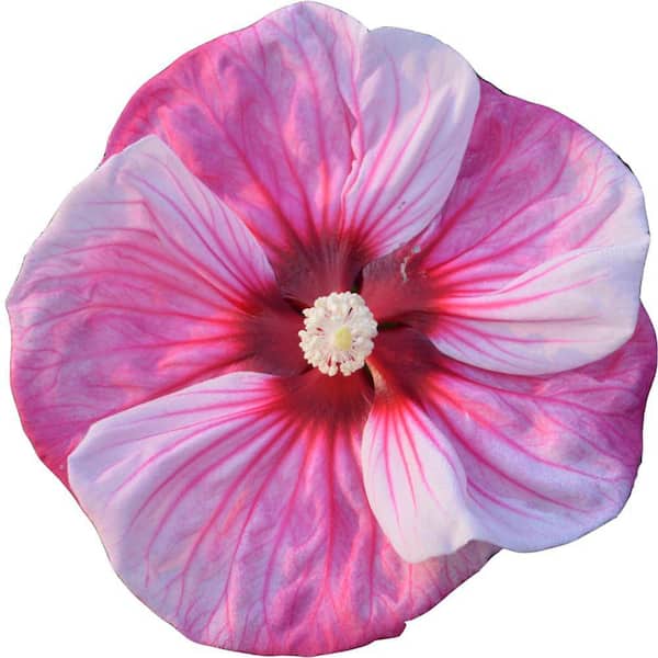 Proven Winners 2 Gal. Summerific Cherry Choco Latte Rose Mallow