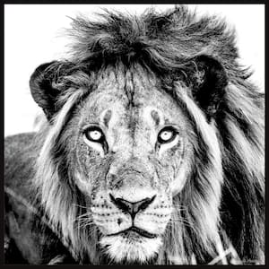 "Mighty Lion" by Marmont Hill Floater Framed Canvas Animal Art Print 20 in. x 20 in.