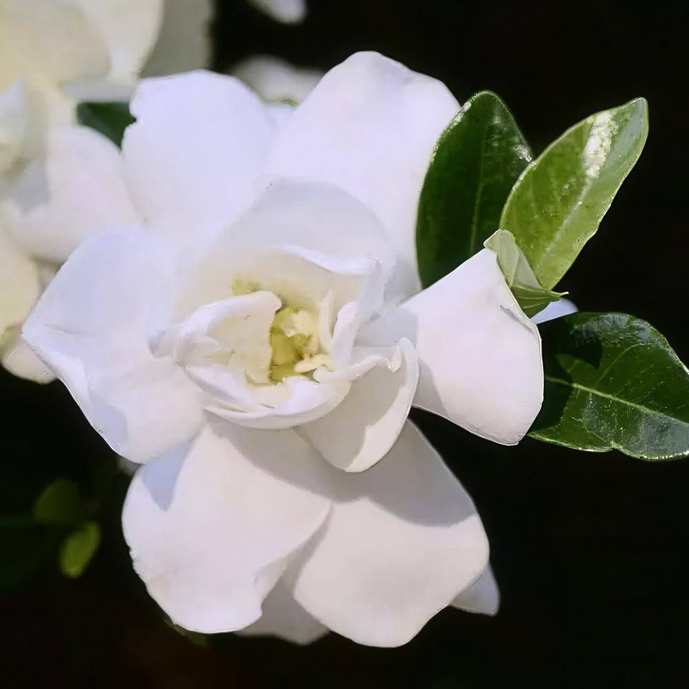 2 Gallon White Gardenia Jubilation Shrub