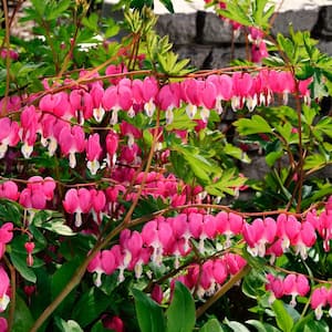 Old-Fashioned Bleeding Heart (Dicentra) Live Bareroot Plant Pink Flowering Perennial