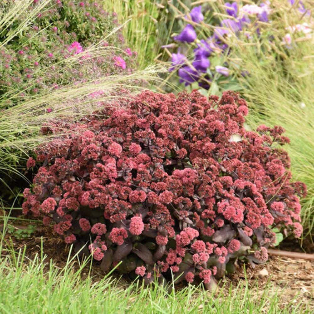 proven-winners-perennials-