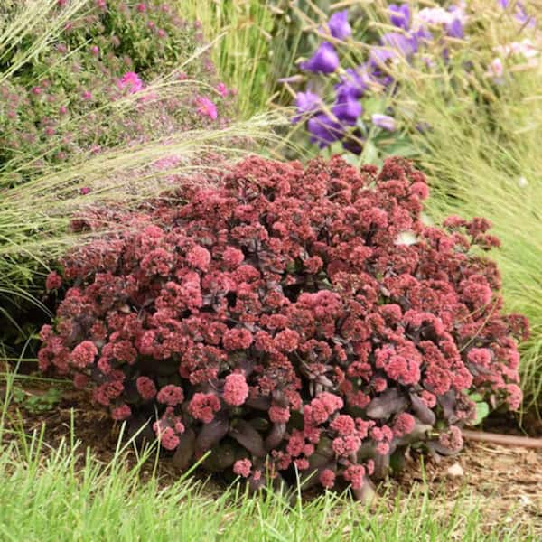 4.5 in. Qt. Rock N Grow Midnight Velvet Stonecrop (Sedum Hybrid) Live Perennial Plant with Red Flowers