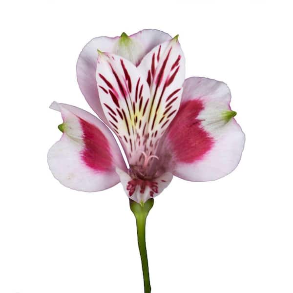 Globalrose Fresh Alstroemeria Flowers (100 Stems - 400 Blooms)