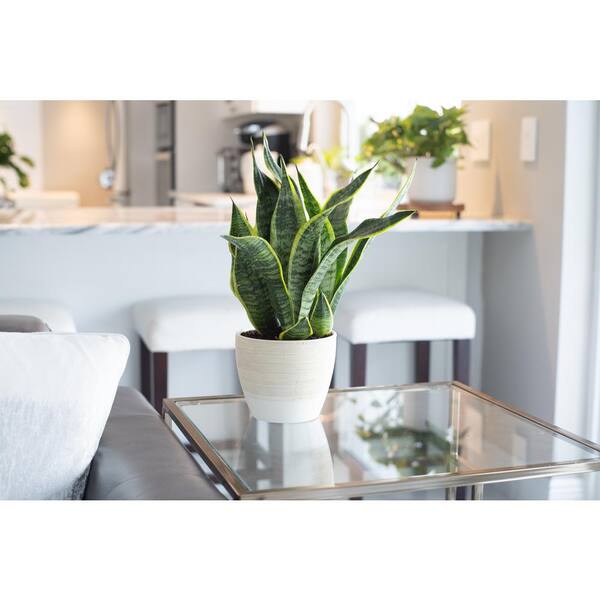 Vigoro 6 In Grower S Choice Snake Plant Sansevieria In Small White Ribbed Plastic Decor Planter 2 Pack Co Sl07 3 Vi Wh