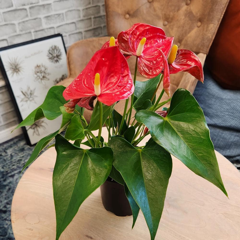 Large Red Anthurium in Black Grower Pot