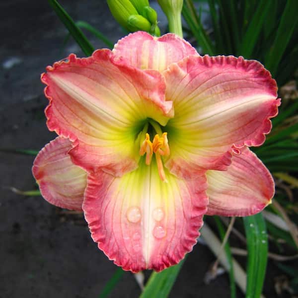 VAN ZYVERDEN Daylilies Frosted Vintage Ruffles Roots (5-Pack)
