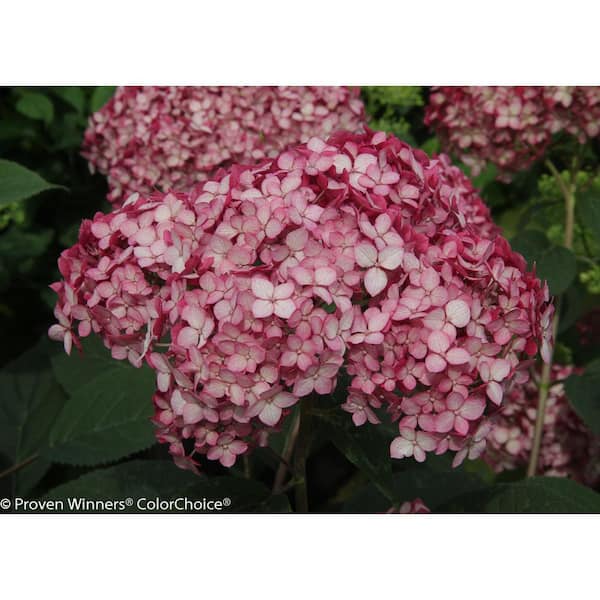 PROVEN WINNERS 3 Gal. Invincibelle Ruby Smooth Hydrangea, Live Shrub, Red and Pink Flowers