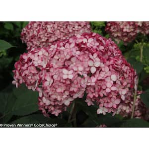 1 Gal. Invincibelle Ruby Smooth Hydrangea (Arborescens) Live Shrub, Red and Pink Flowers