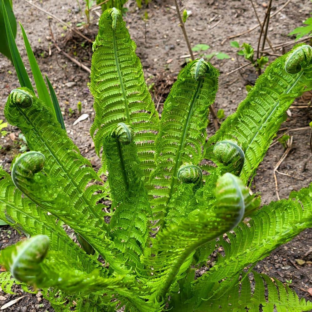 Colorama Fern Collection with Rust and Green Fronds, 3-Pack