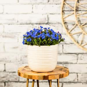 2.5 Qt. Grace Ward Blue and Purple Lithodora Plant