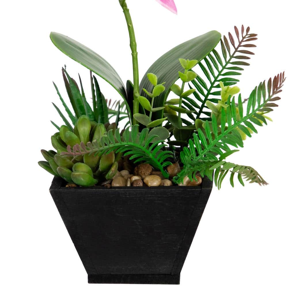 13" Potted White and Pink Orchid with Succulent Plants in Black Wooden Pot