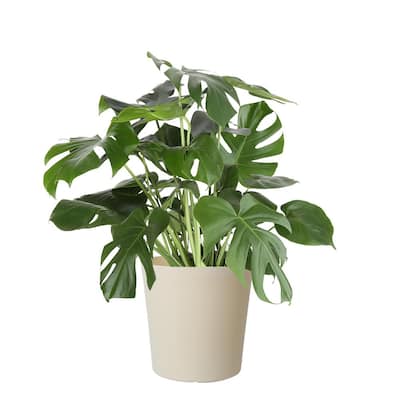 Swiss Cheese Plant Indoor Plants Garden Center The Home Depot