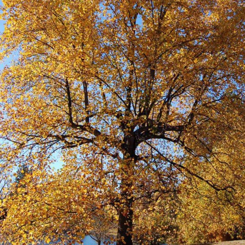 7 Gal. Poplar Tulip Shade Tree