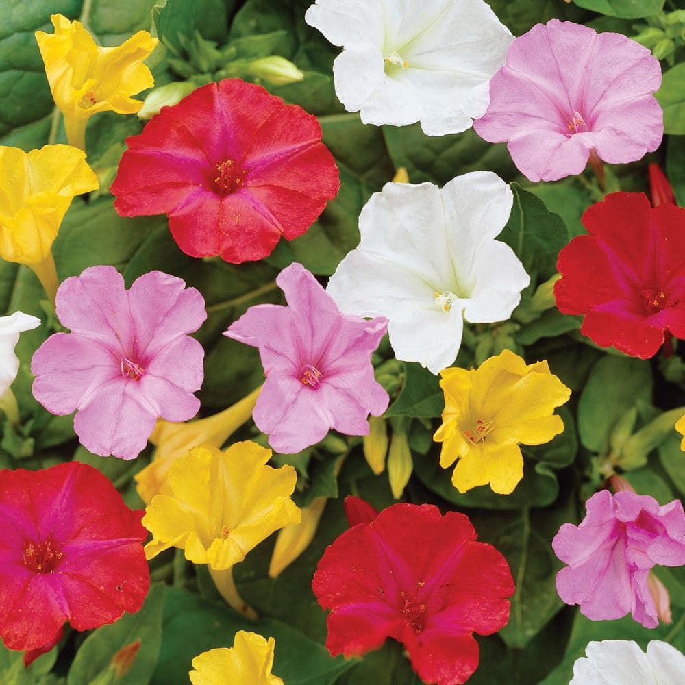 Multicolor Mirabilis Four O'Clocks Patio Planter Kit