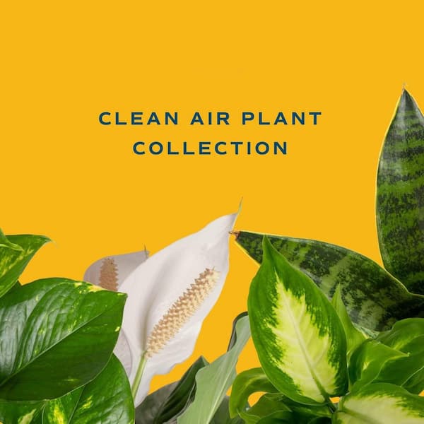 Cubilan 2-Pack Live Indoor Houseplants in Pots, Easy to Grow Air-Purifying Plants, Grower's Choice, Real Home Decor Gift Set