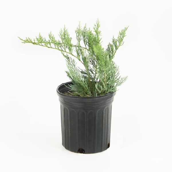 national PLANT NETWORK 2.5 Qt. Gray Owl Juniper Shrub