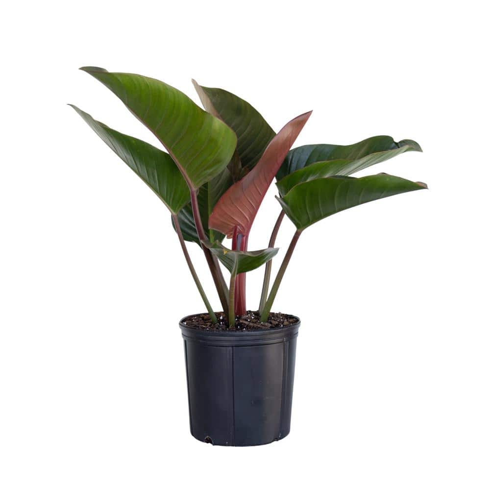 United Nursery Red Congo Live Philodendron tatei Indoor Plant in