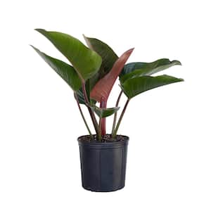 Red Congo Live Philodendron tatei Indoor Plant in 9.25 inch Grower Pot