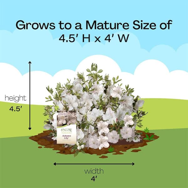 ENCORE AZALEA 2 Gal. Autumn Lily Azalea Shrub with White Flowers