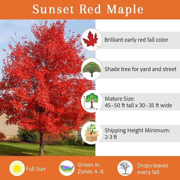 5 Gal. Sunset Red Maple Shade Tree