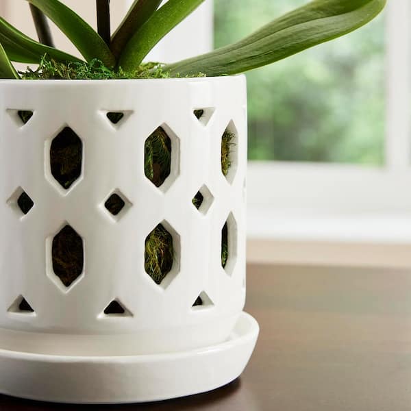 pitcher plant pot Tropical Pitcher Plant ‘St Gaya’ For Sale – Logee's Plants main image 0