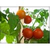 greenes-fence-tomato-cages-rc85n25u-1f.3