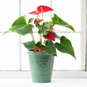 Dutch Red Anthurium, Live Potted Tropical Plant in 4 in. Pot (1-Pack)