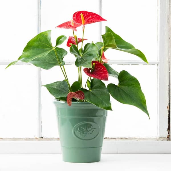 Spring Hill Nurseries Dutch Red Anthurium, Live Potted Tropical Plant in 4 in. Pot (1-Pack)