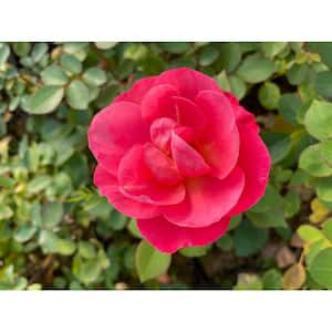 Jumbo Pint Cinnamon Hearts Rose (Rosa) Live Shrub, True Red Flowers