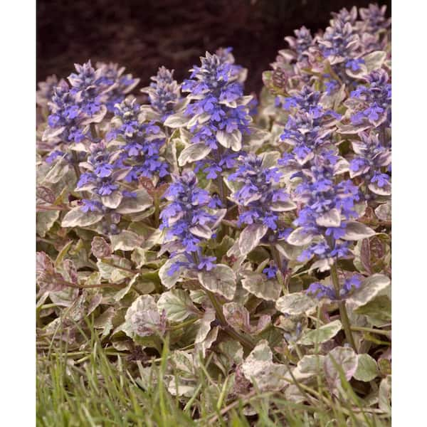 national PLANT NETWORK 4 in. Ajuga Burgundy Glow Perennial Plant (3-Pack)