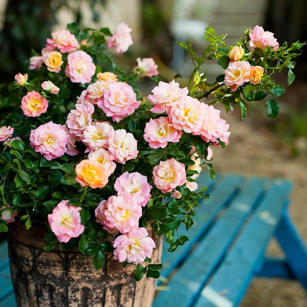Drift 2 Gal. The Peach Rose Bush with Pink Orange Flowers in