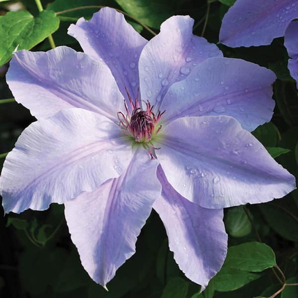 Spring Hill Nurseries Deborah Dahl Vancouver Series Clematis Vine, Live Bareroot Perennial Plant (1-Pack)