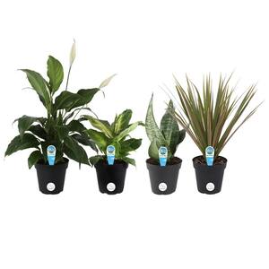 O2 for You Indoor Houseplant Collection in 4 in. Grower Pot, Avg. Shipping Height 10 in. Tall (4-Pack)