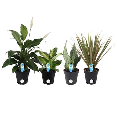 national PLANT NETWORK Desert Rose Assorted Mix (Adenium) in 4 in. Grower  Containers (3-Plants) HD7730 - The Home Depot