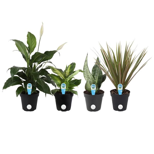 Costa Farms O2 for You Indoor Houseplant Collection in 4 in. Grower Pot, Avg. Shipping Height 10 in. Tall (4-Pack)